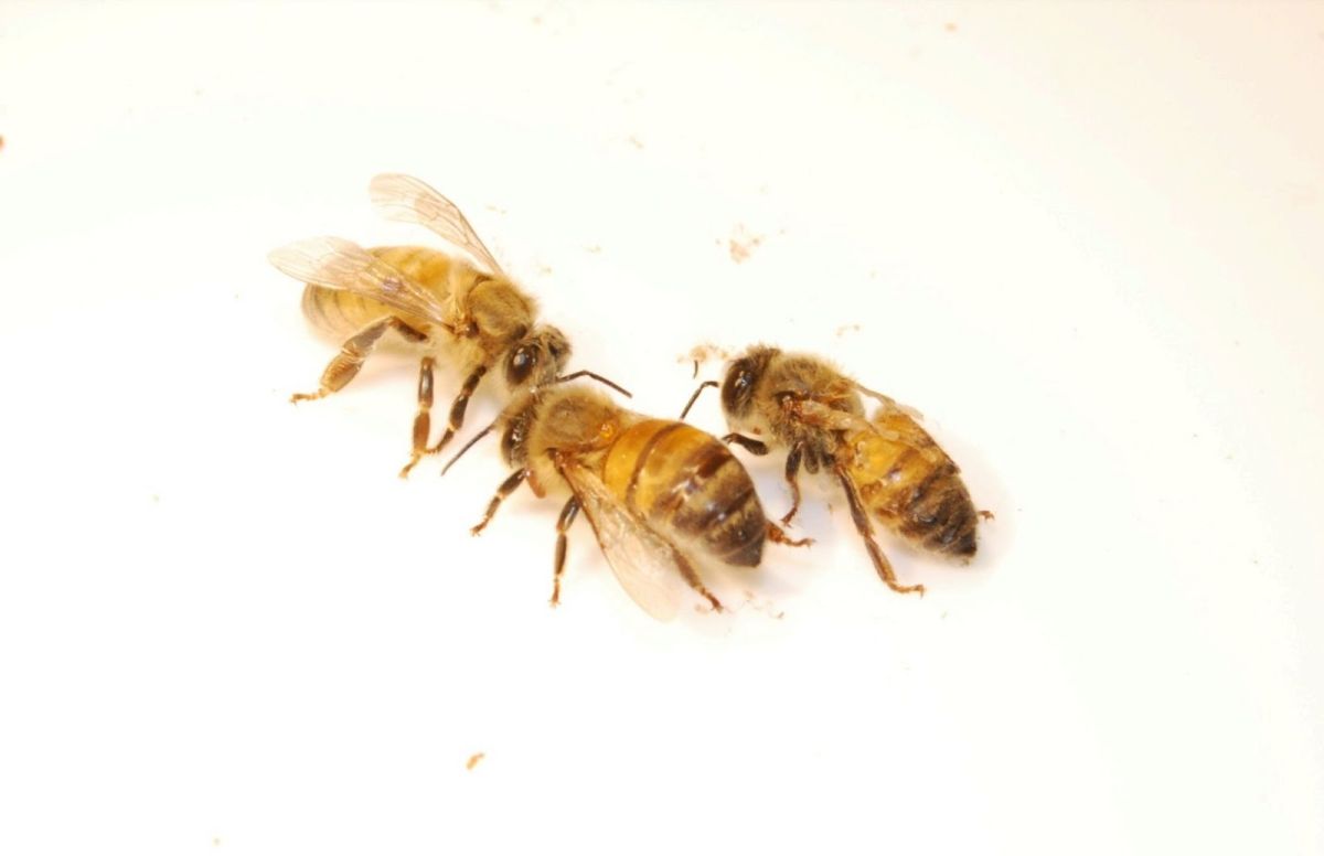 Bee ‘Trojan horse’ virus relies on bees’ habit of cannibalizing their young